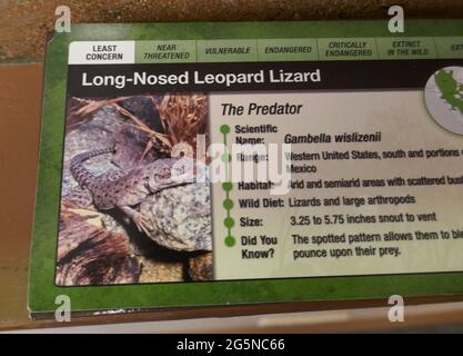 Palm Desert, Kalifornien, USA 24. Juni 2021 EINE allgemeine Sicht auf die Atmosphäre der langnasigen Leopard-Eidechse im Living Desert Zoo & Gardens am 24. Juni 2021 in Palm Desert, Kalifornien, USA. Foto von Barry King/Alamy Stockfoto Stockfoto