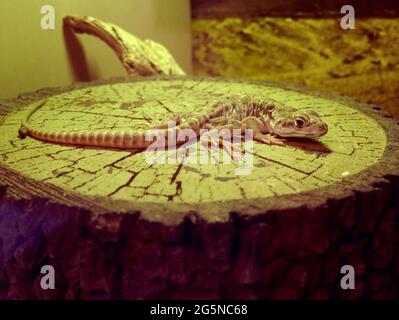 Palm Desert, Kalifornien, USA 24. Juni 2021 EINE allgemeine Sicht auf die Atmosphäre der langnasigen Leopard-Eidechse im Living Desert Zoo & Gardens am 24. Juni 2021 in Palm Desert, Kalifornien, USA. Foto von Barry King/Alamy Stockfoto Stockfoto