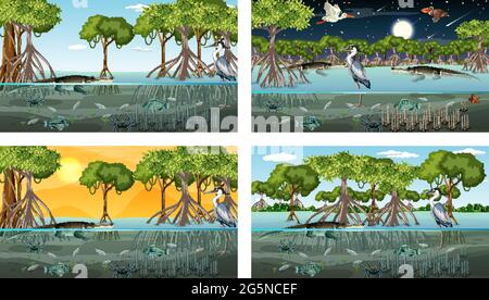 Verschiedene Mangrovenwaldlandschaftsszenen mit Tieren und Pflanzen Illustration Stock Vektor