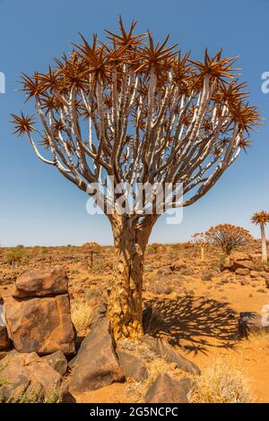 Landschaftlich schöner Aloe, der an sonnigen Tagen in der Wüste Namibias wächst Stockfoto