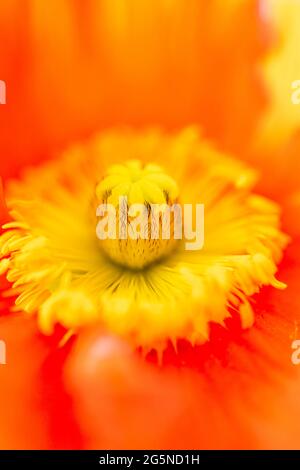 Orangefarbene Mohnblumen in Blüte und Blüte, mit Nahaufnahme Makrodetails der gelben Mitte. Papaveracaeae Stockfoto