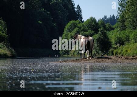 La Center, USA. Juni 2021. Ein Pferd sucht am 27. Juni 2021 während einer Rekordhitzewelle im Pazifischen Nordwesten kühlere Luft auf der East Fork des Lewis River außerhalb des La Center, Wash. (Foto von Alex Milan Tracy/Sipa USA) Quelle: SIPA USA/Alamy Live News Stockfoto
