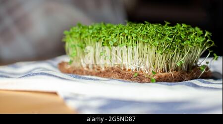 Nahaufnahme von Mikro-Grüns aus Senf, Rucola und anderen Pflanzen zu Hause. Senf und Rucola wachsen in Nahaufnahme zu Hause. Das Konzept der veganen A Stockfoto