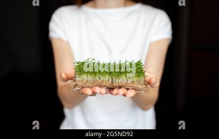 Eine Frau hält zu Hause angebaute Mikrogrüns in ihren Händen. Gesunde und gesunde Ernährung. Vegetarische Gerichte. Micro-Greens für Salate und Mahlzeiten Stockfoto