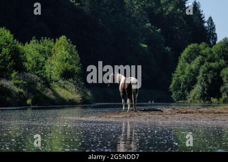 La Center, USA. Juni 2021. Ein Pferd sucht am 27. Juni 2021 während einer Rekordhitzewelle im Pazifischen Nordwesten kühlere Luft auf der East Fork des Lewis River außerhalb des La Center, Wash. (Foto von Alex Milan Tracy/Sipa USA) Quelle: SIPA USA/Alamy Live News Stockfoto
