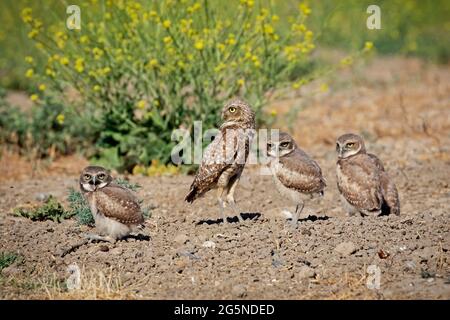 Baby Kolibri im Nest Stockfoto