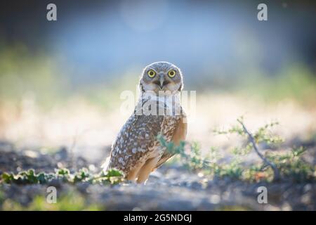 Baby Kolibri im Nest Stockfoto