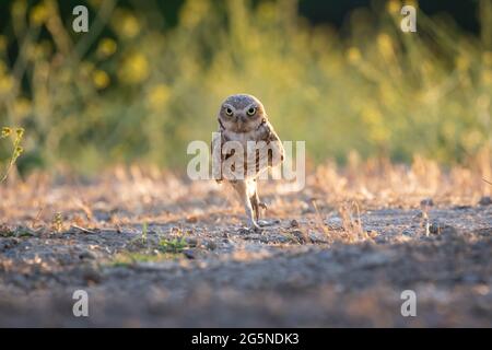 Baby Kolibri im Nest Stockfoto