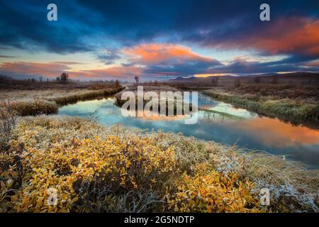 Frühmorgendlicher Herbstmorgen hell und herbstlich im Naturschutzgebiet Fokstumonyra, Dovrefjell, Dovre kommune, Norwegen, Skandinavien. Stockfoto