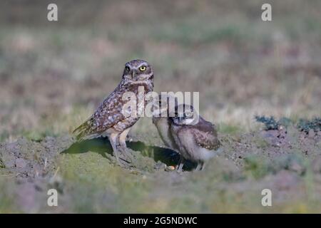 Baby Kolibri im Nest Stockfoto