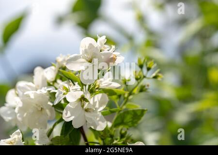 Weiße Jasminblüten auf einem Busch, Jasminzweig aus der Nähe Stockfoto