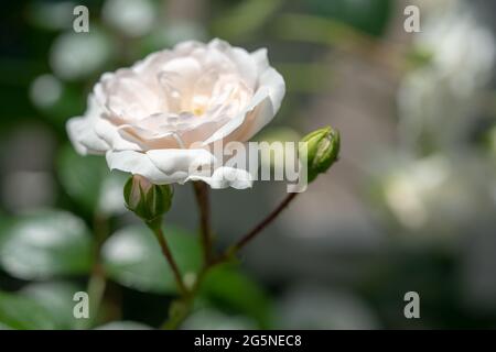 Makroaufnahme der weißen Rose in einem Garten, Raum kopieren Stockfoto