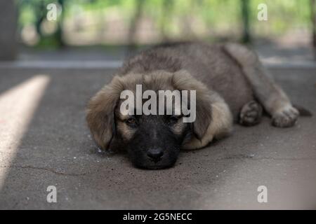 Unpedigreed kleinen Welpen auf einer Straße, Sommer im Freien, obdachlosen Hund Stockfoto