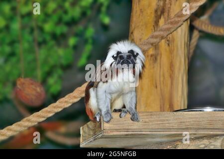 Tamarin (Saguinus ödipus), ein Baumwolltop oder ein Wattebausch, ist einer der seltensten Primaten. Der kleine lustige pelzige Affe ist einer der seltensten Primaten, der lebt Stockfoto