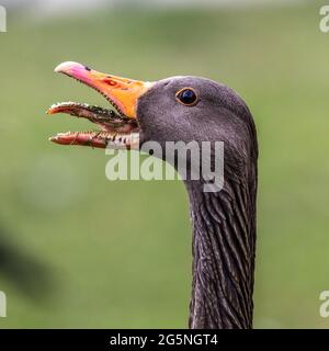 Kopfschuss einer zischenden Graugans, Anser anser. Die Graugans ist eine Art großer Gans aus der Familie der Wasservögel Anatidae und der Typusart Stockfoto