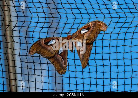 Atlas Moth, Attacus Atlas, diese sind die größten Motten in der Welt mit einer Spannweite von 10-12 Zoll, beheimatet in Südostasien Stockfoto