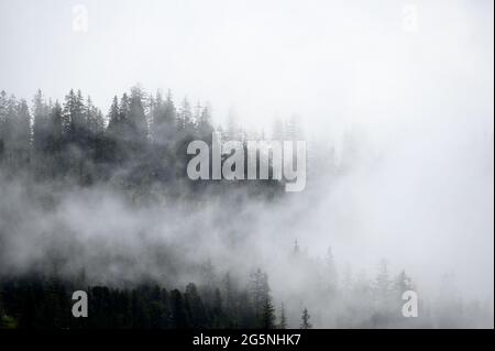 Mistische Landschaft in einem Alpenwald in den berner alpen Stockfoto