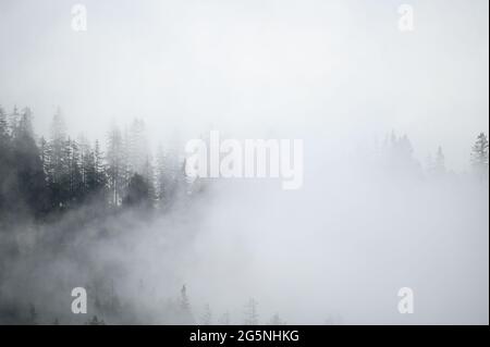 Mistische Landschaft in einem Alpenwald in den berner alpen Stockfoto