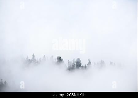 Mistische Landschaft in einem Alpenwald in den berner alpen Stockfoto
