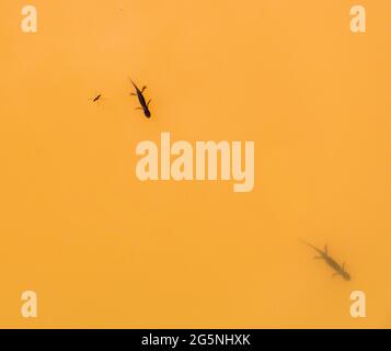 Alpiner Molch in einem schlammigen Alpenteich Stockfoto