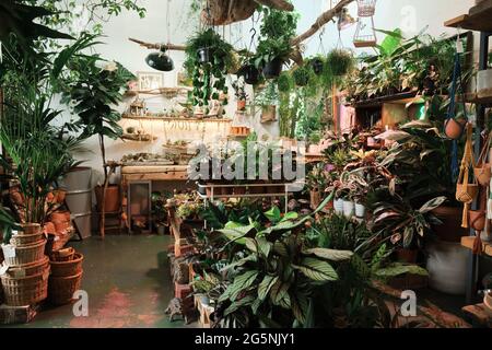 Bild von Botanik Garten oder Blumenladen mit verschiedenen Arten von Pflanzen und Blumen Stockfoto