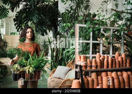Junge Frau, die Korb mit Topfpflanzen hält und ihn trägt, arbeitet im Blumenladen Stockfoto