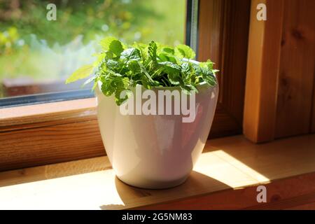 Melissa officinalis oder Zitronenminzenkraut, das in einem Topf auf einer Fensterbank in einem Haus wächst. Stockfoto