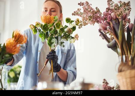 Fokussierter Florist, der wunderschöne exotische Blumen in eine Vase legt Stockfoto