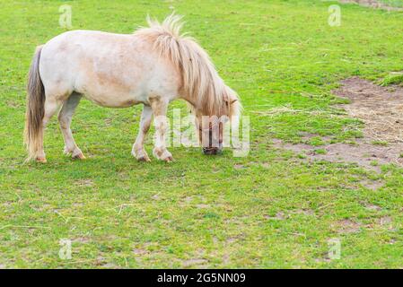 Niedliches Mini-Pony-Pferd auf der Wiese grast am sonnigen Sommertag grünes Gras. Stockfoto