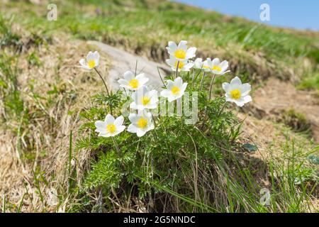 Traum-das schöne Gras Pulsatilla patens (Weiß) zarte zerbrechliche Blüten blühen im Frühling in den Bergen. Stockfoto