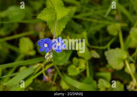 Veronica agrestis blüht im Garten, Makro Stockfoto