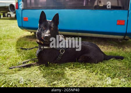 Schwarzer norwegischer Elkhound-Hund, der auf Gras auf dem Flugplatz liegt Stockfoto