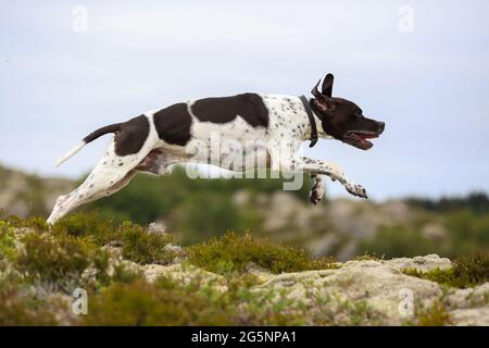 Hund englisch Pointer läuft in den Bergen Stockfoto