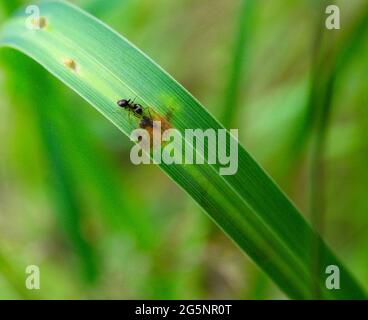 Eine Ameise und vier Blattläuse (Pflanzenläuse) sitzen auf einem Grashalm, Symbol für symbiotische Beziehung Stockfoto