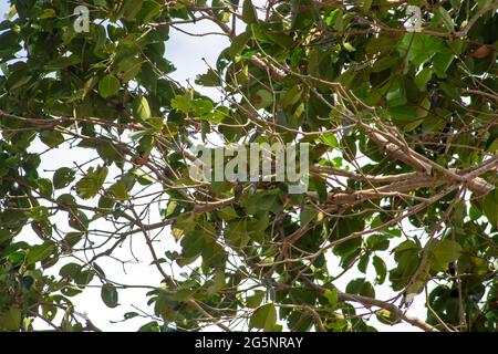 Sanfte Fotografie eines Busches aus Blättern und Ästen mit Überbelichtung Stockfoto