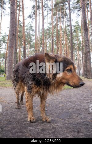 Ein süßer, obdachloser Hund mit niedlichen Augen in einem Sommerpark. Adoptionskonzept. Trauriger, obdachloser Hund, der im Park posiert Stockfoto