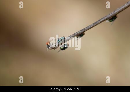 Eine Gruppe gewöhnlicher grüner Flaschen fliegt auf einem Ast sitzend oder sitzend. Gemeinsame Greenbottle Fliegeninsekt Nahaufnahme Foto an einem Sommertag Stockfoto