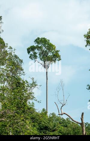 Die Nester großer Vögel aus kleinen Holzzweigen auf den Baumkronen mit wolkig blauem Himmel im Regenwald, Endau, Malaysia Stockfoto