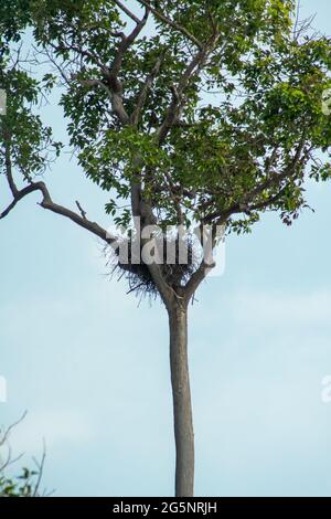 Die Nester großer Vögel aus kleinen Holzzweigen auf den Baumkronen mit wolkig blauem Himmel im Regenwald, Endau, Malaysia Stockfoto