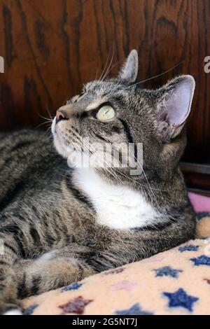 Portrait einer tabby und weißen Katze, die Vögel von drinnen beobachtet Stockfoto