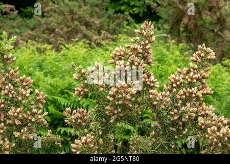 Abschnitt der Oberseite eines Ginsterbusches in Knospe vor einem weichen Fokus Bracken Hintergrund Stockfoto