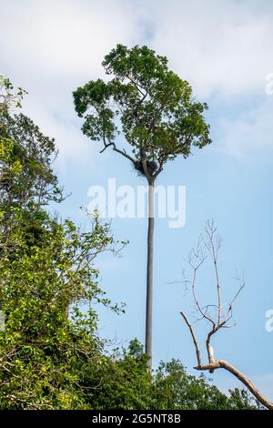 Die Nester großer Vögel aus kleinen Holzzweigen auf den Baumkronen mit wolkig blauem Himmel im Regenwald, Endau, Malaysia Stockfoto