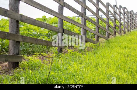Authentischer Holzzaun im Dorf. Handgefertigter Holzzaun aus Brettern. Alter Zaun, ländliche Landschaft. Gut ausgetretter Weg entlang des Zauns im Fiel Stockfoto