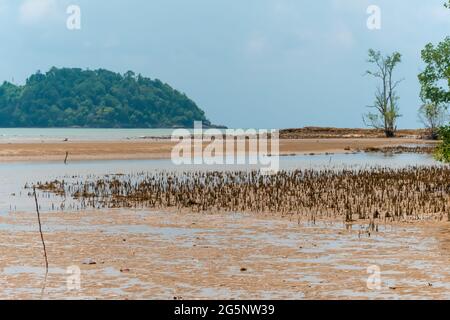 Mangroven-Apfel pneumatophores; die Luftwurzel der Pflanze in Mangrovenwald mit Ebbe Sandstrand, Endau, Malaysia Stockfoto