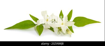 Jasminzweig mit Blüten isoliert auf weißem Hintergrund Stockfoto