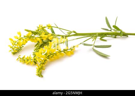 Melilotus Officinalis (gelber Steinklee) isoliert auf weiss Stockfoto