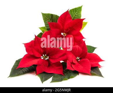 Rote Weihnachtssterne Blüten isoliert auf weißem Hintergrund Stockfoto