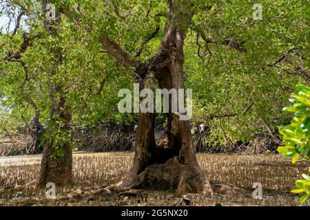 Großer alter Baum im Mangrovenwald, umgeben von Pneumatophores und Luftwurzeln. Großes Loch am Baumstamm, Malaysia Stockfoto