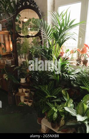 Bild von exotischen grünen Topfpflanzen und Blumen im Raum Stockfoto