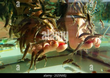 Füße im Fish Spa Aquarium. Südasien Pediküre Verfahren. Natürliche Gesundheitsfürsorge. Garra Rufa Fisch Pediküre. Stockfoto